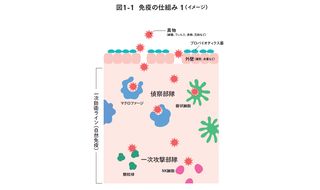 免疫力って何だ？