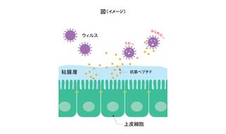 ビタミンDでコロナを撃退！？