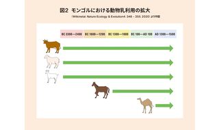 モンゴルでの馬乳利用はいつ始まったのか？