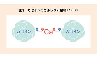 何故、カゼインはカルシウムで沈殿するのか？