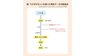 ンッ！ 馬乳はレンネットで固まる？