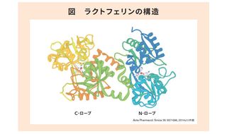 ラクトフェリンと利用