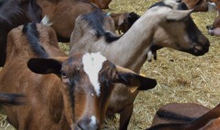 ミルクをもらう動物達のこと