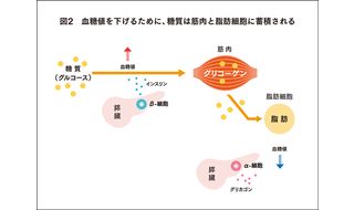 ダイエット