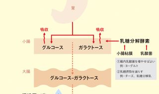 乳糖不耐症の謎