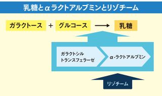 哺乳類誕生前のα-ラクトアルブミンと乳糖