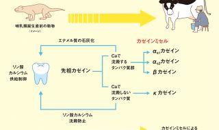 哺乳類誕生前のカゼイン