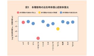 人間の赤ちゃんは未熟児？